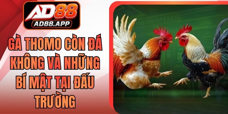 Gà Thomo Còn Đá Không Và Những Bí Mật Tại Đấu Trường