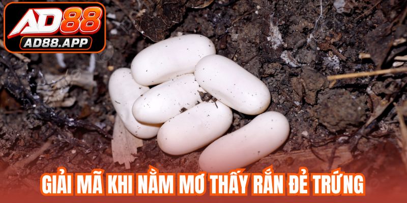 Giải mã khi nằm mơ thấy rắn đẻ trứng