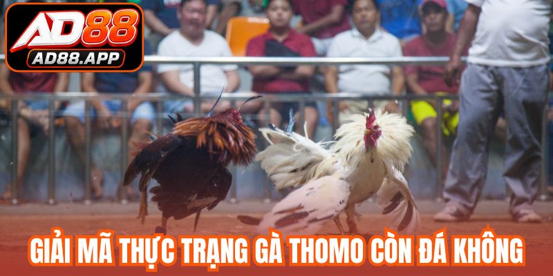 Giải mã thực trạng gà Thomo còn đá không