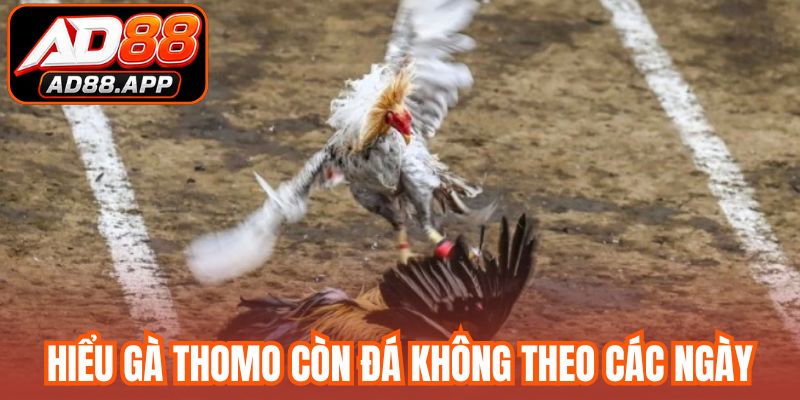 Hiểu gà Thomo còn đá không theo các ngày