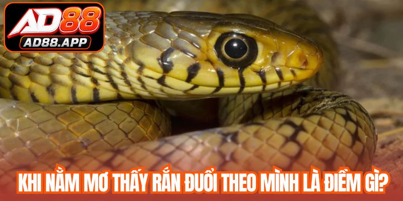 Khi nằm mơ thấy rắn đuổi theo mình là điềm gì?