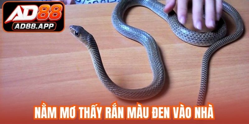 Nằm mơ thấy rắn màu đen vào nhà