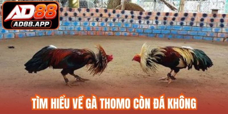 Tìm hiểu về gà Thomo còn đá không