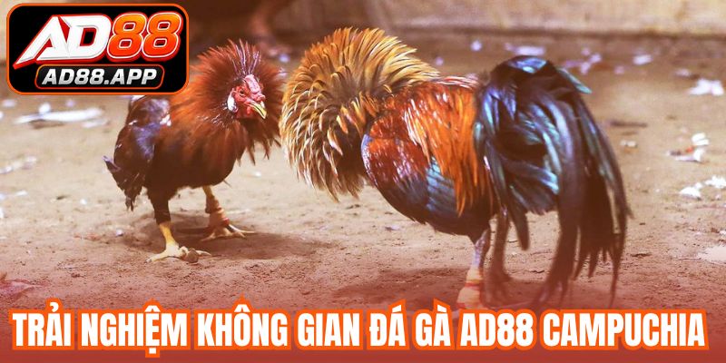 Trải nghiệm không gian đá gà AD88 Campuchia